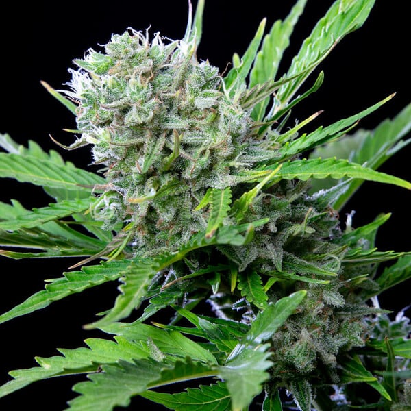 ROYAL BLUEMATIC AUTO X3 ROYAL QUEEN SEEDS-4
