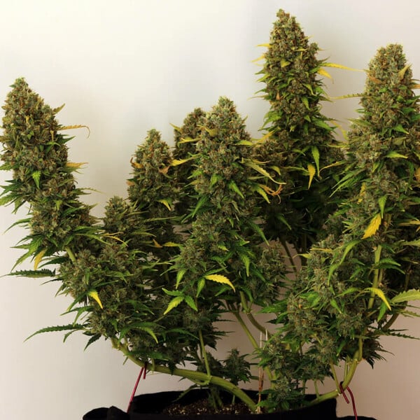 ROYAL BLUEMATIC AUTO X1 ROYAL QUEEN SEEDS