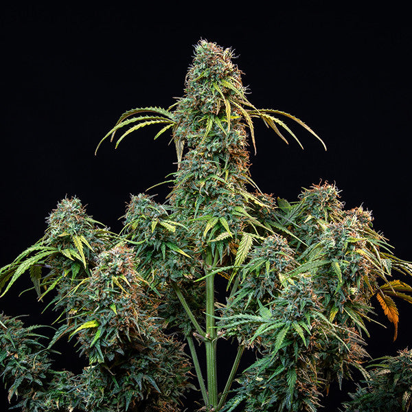 ROYAL CBDV AUTO X1 ROYAL QUEEN SEEDS-2