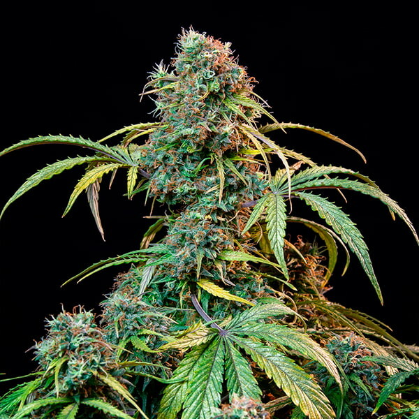 ROYAL CBDV AUTO X1 ROYAL QUEEN SEEDS-4