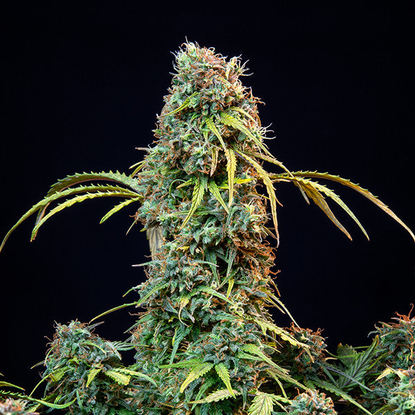 ROYAL CBDV AUTO X1 ROYAL QUEEN SEEDS-3