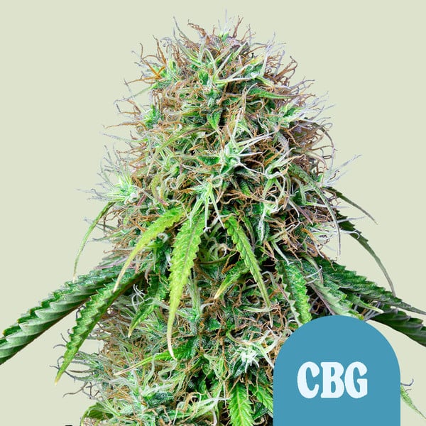 ROYAL CBG AUTO X3 ROYAL QUEEN SEEDS-1