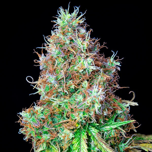 ROYAL CBG AUTO X3 ROYAL QUEEN SEEDS-4