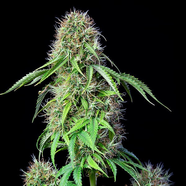 ROYAL CBG AUTO X3 ROYAL QUEEN SEEDS-3
