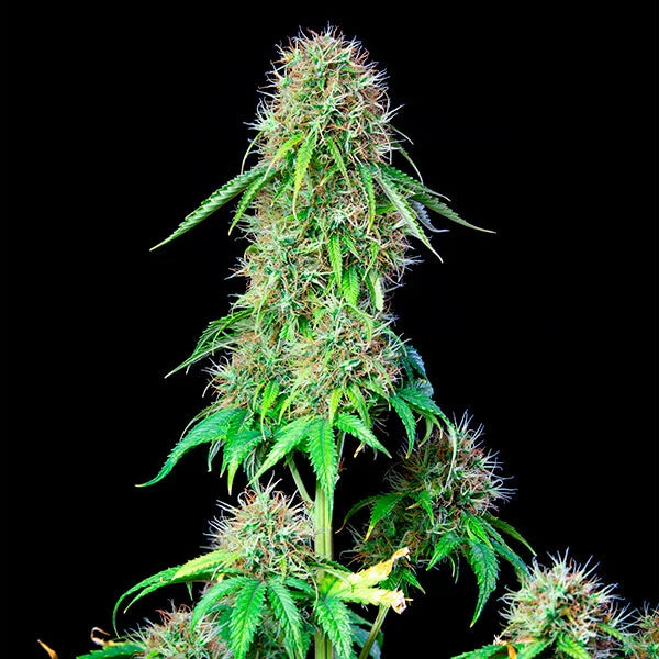 ROYAL CBG AUTO X3 ROYAL QUEEN SEEDS-5