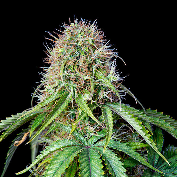 ROYAL CBG AUTO X1 ROYAL QUEEN SEEDS