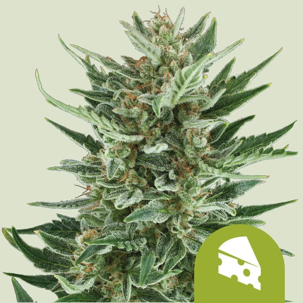 ROYAL CHEESE AUTO X10 ROYAL QUEEN SEEDS