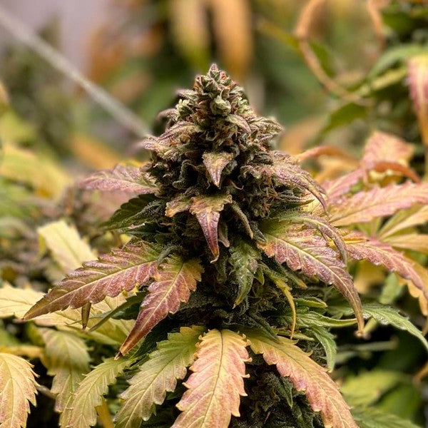 ROYAL CHEESE AUTO X3 ROYAL QUEEN SEEDS-3