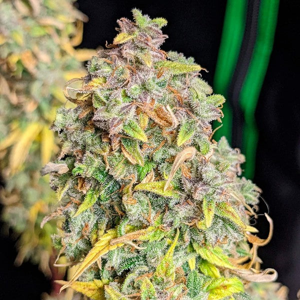 ROYAL CHEESE AUTO X10 ROYAL QUEEN SEEDS-6