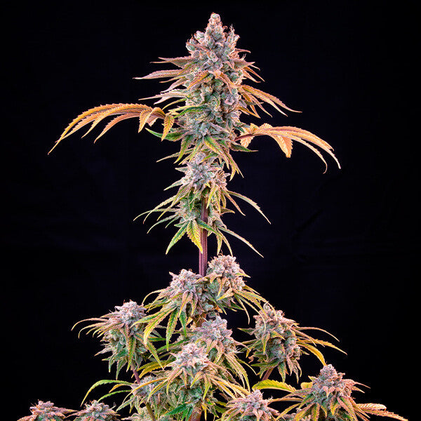 ROYAL CHEESE FAST X10 ROYAL QUEEN SEEDS-5