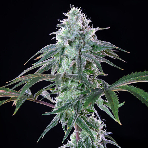 ROYAL CHEESE FAST X1 ROYAL QUEEN SEEDS