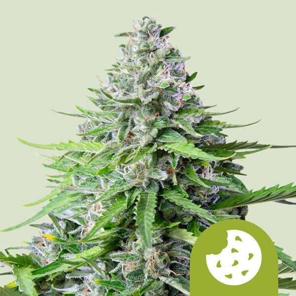 ROYAL COOKIES AUTO X5 ROYAL QUEEN SEEDS-1