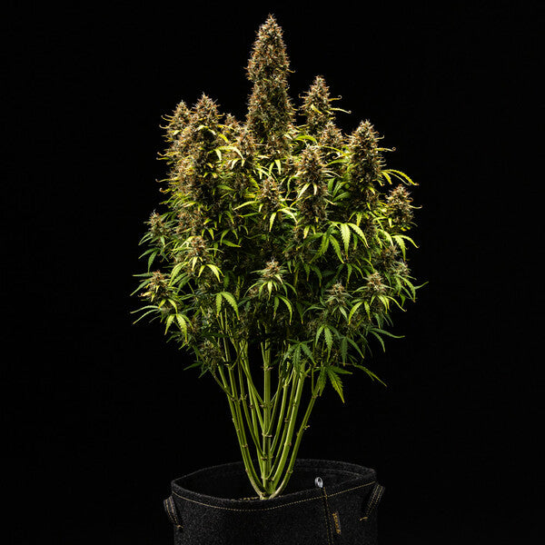 ROYAL COOKIES  AUTO X3 ROYAL QUEEN SEEDS