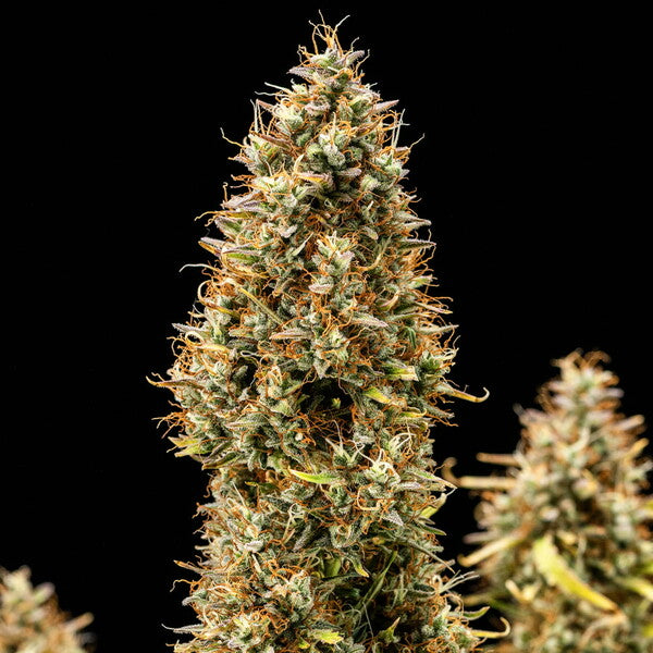 ROYAL COOKIES  AUTO X3 ROYAL QUEEN SEEDS