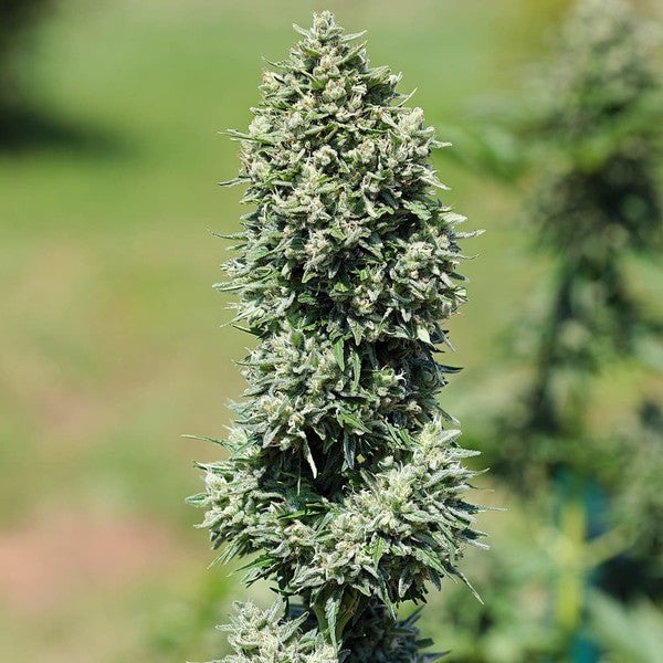 ROYAL COOKIES AUTO X5 ROYAL QUEEN SEEDS-5