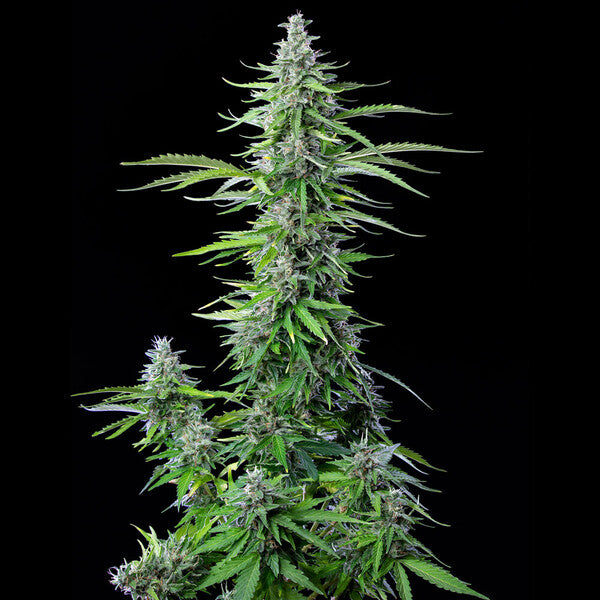 ROYAL COOKIES AUTO X5 ROYAL QUEEN SEEDS-6