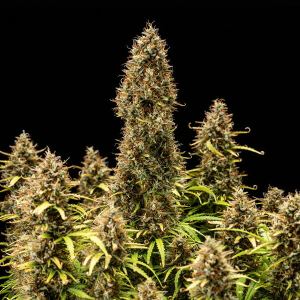 ROYAL COOKIES  AUTO X3 ROYAL QUEEN SEEDS