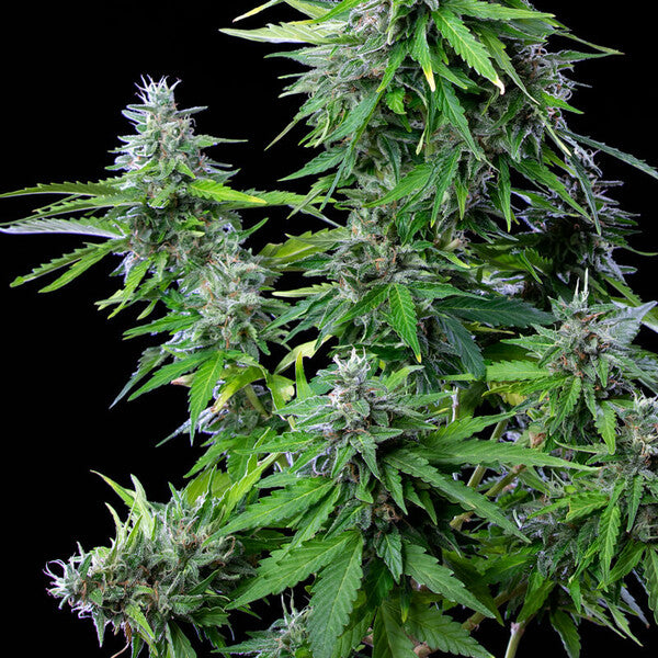 ROYAL COOKIES AUTO X5 ROYAL QUEEN SEEDS-7