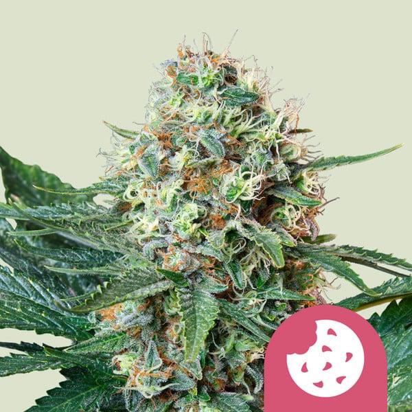 ROYAL COOKIES FEM X1 ROYAL QUEEN SEEDS