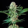 ROYAL COOKIES FEM X10 ROYAL QUEEN SEEDS-3