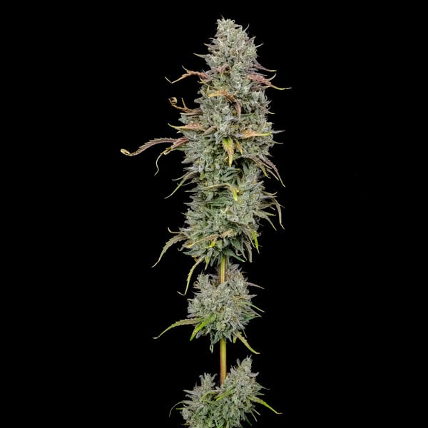 ROYAL COOKIES FEM X10 ROYAL QUEEN SEEDS-6