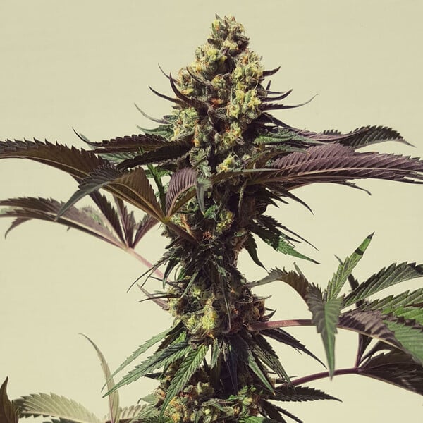 ROYAL COOKIES FEM X10 ROYAL QUEEN SEEDS-5