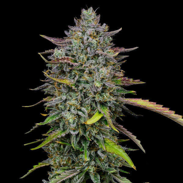 ROYAL COOKIES FEM X10 ROYAL QUEEN SEEDS-4