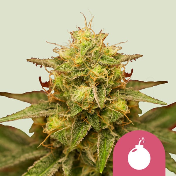 ROYAL DOMINA FEM X1 ROYAL QUEEN SEEDS-1