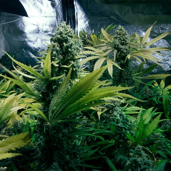 ROYAL DOMINA FEM X5 ROYAL QUEEN SEEDS
