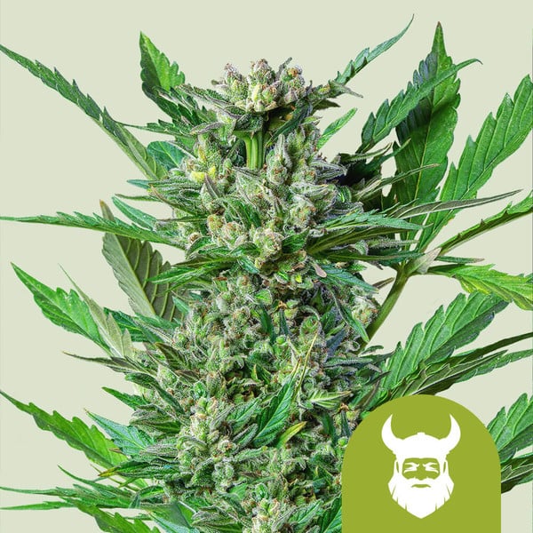 ROYAL DWARF AUTO X3 ROYAL QUEEN SEEDS-1