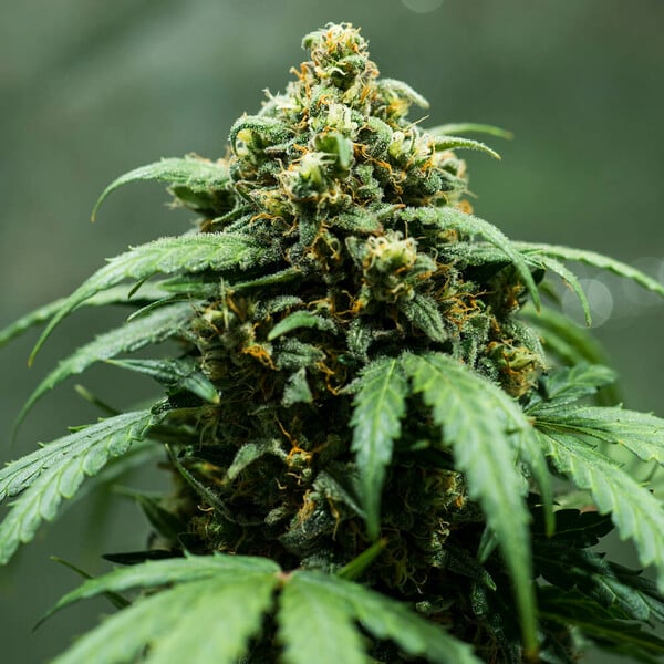 ROYAL DWARF AUTO X3 ROYAL QUEEN SEEDS-5