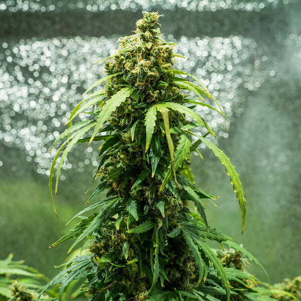 ROYAL DWARF AUTO X3 ROYAL QUEEN SEEDS-4