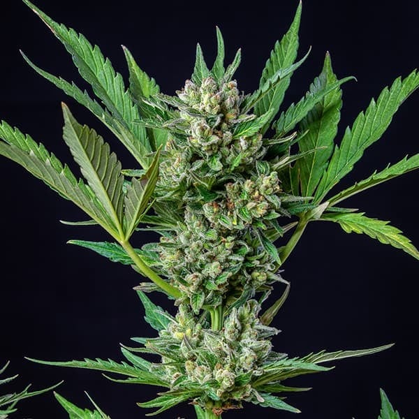 ROYAL DWARF AUTO X3 ROYAL QUEEN SEEDS-3
