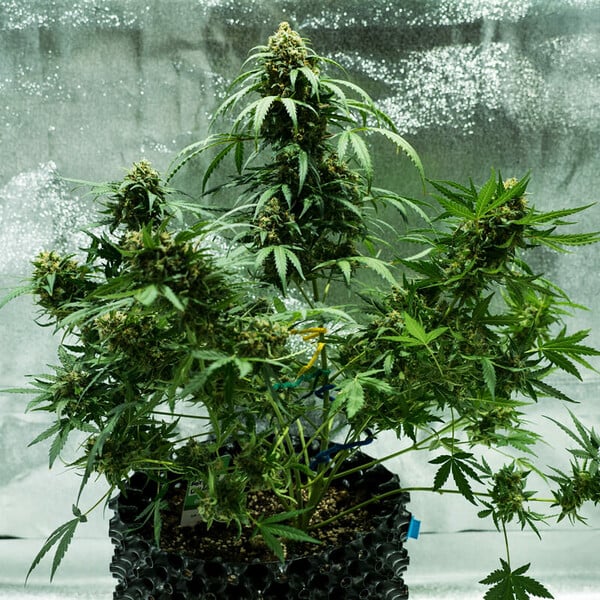 ROYAL DWARF AUTO X3 ROYAL QUEEN SEEDS-2