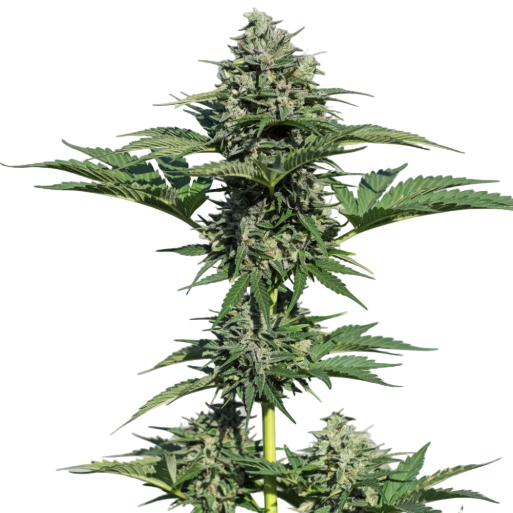 ROYAL GORILLA GLUE AUTO - GRANELSEEDS