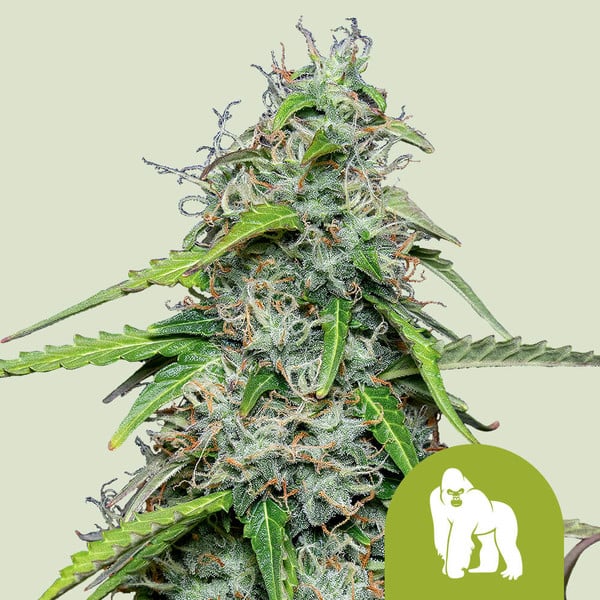 ROYAL GORILLA AUTO X1 ROYAL QUEEN SEEDS