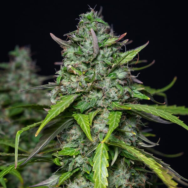 ROYAL GORILLA AUTO X1 ROYAL QUEEN SEEDS-6