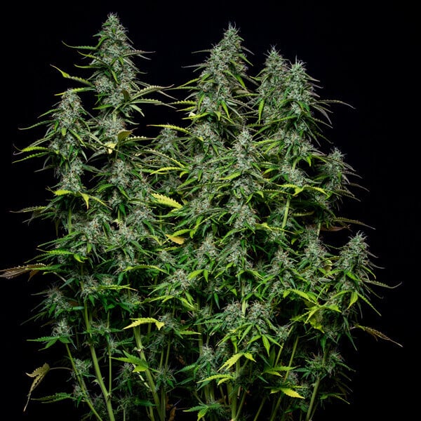 ROYAL GORILLA AUTO X1 ROYAL QUEEN SEEDS