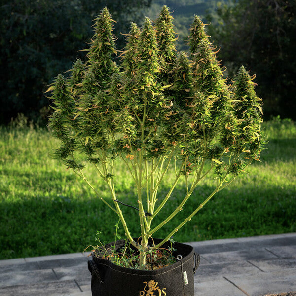 ROYAL GORILLA AUTO X1 ROYAL QUEEN SEEDS-5