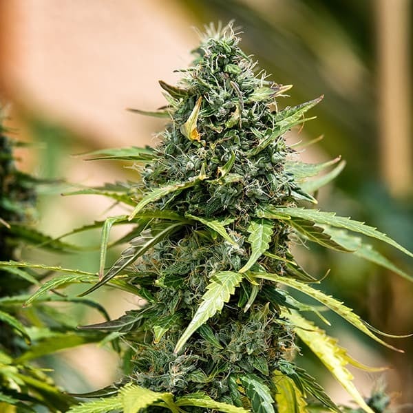 ROYAL GORILLA AUTO X1 ROYAL QUEEN SEEDS-3