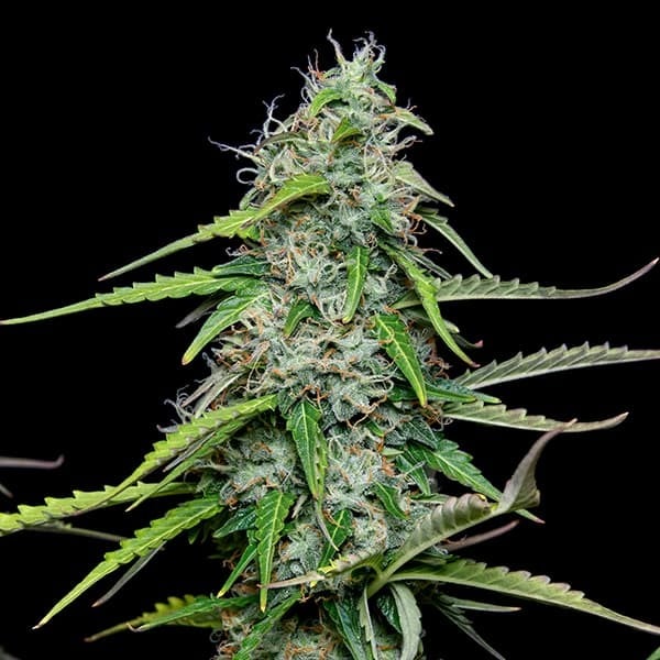 ROYAL GORILLA AUTO X1 ROYAL QUEEN SEEDS-4