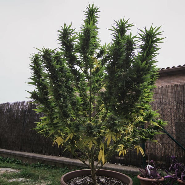 ROYAL GORILLA FEM X1 ROYAL QUEEN SEEDS-3