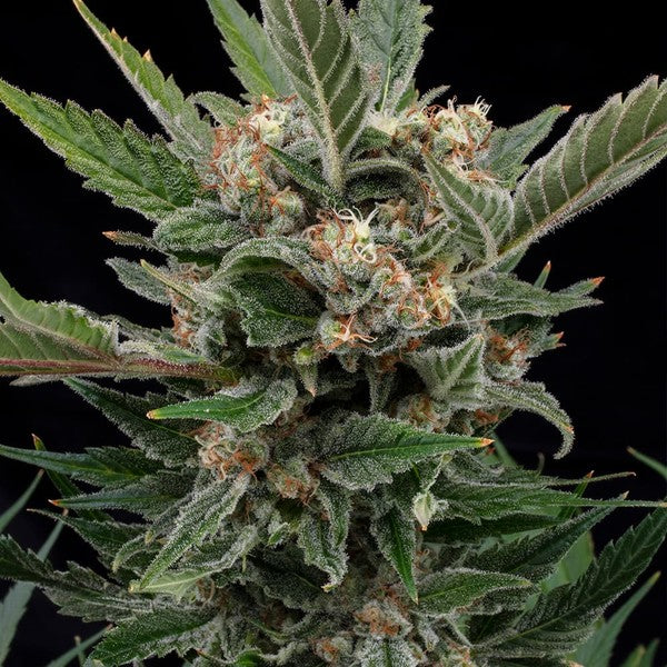 ROYAL GORILLA FEM X100 - ROYAL QUEEN SEEDS