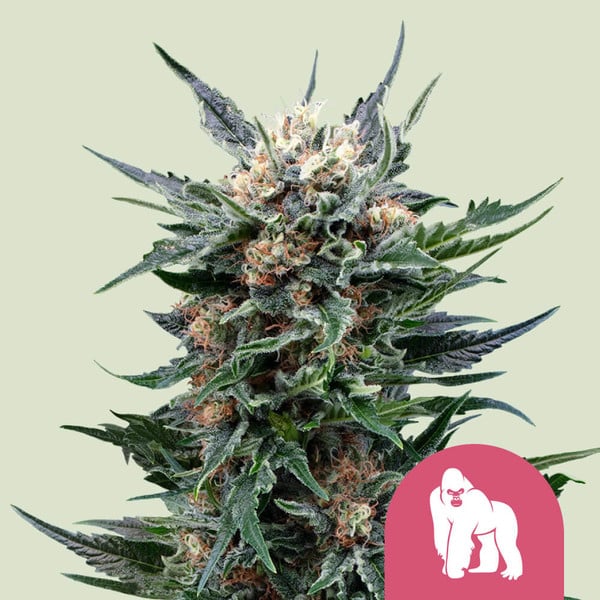 ROYAL GORILLA FEM X1 ROYAL QUEEN SEEDS-1