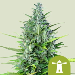 ROYAL HAZE AUTO X5 ROYAL QUEEN SEEDS