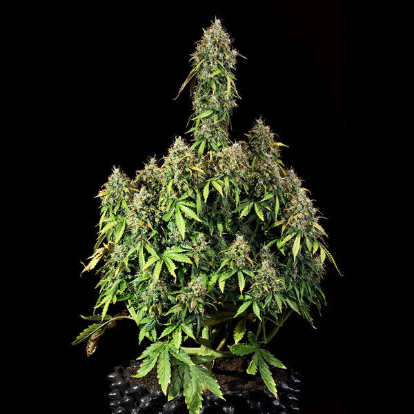 ROYAL HAZE AUTO X5 ROYAL QUEEN SEEDS-4