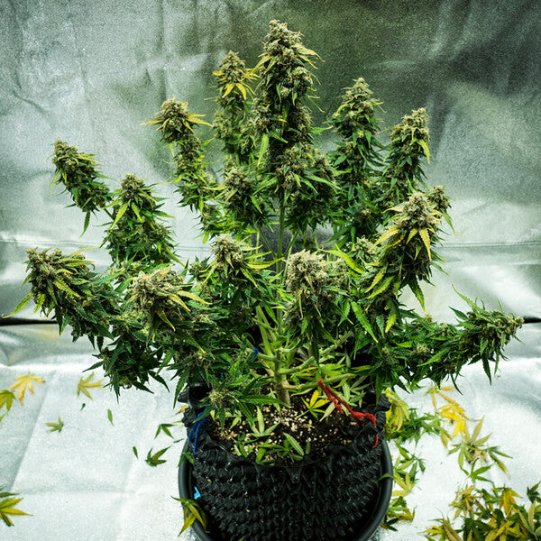 ROYAL HAZE AUTO X5 ROYAL QUEEN SEEDS-6