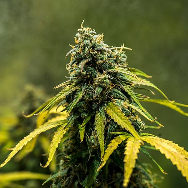 ROYAL HAZE AUTO X5 ROYAL QUEEN SEEDS-3