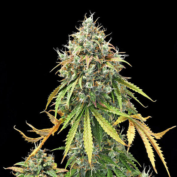 ROYAL HAZE AUTO X5 ROYAL QUEEN SEEDS-5