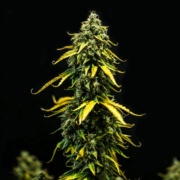 ROYAL HAZE AUTO X5 ROYAL QUEEN SEEDS